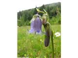 Campanula barbata