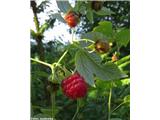 Malinjak (Rubus idaeus), Gradišče pri Lukovici, Slovenija.