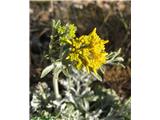 Sivi grint (Senecio incanus), Col de la Lombarde, Fr/It meja.