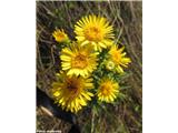 Nasršeni oman (Inula spiraeifolia), Kraški rob, Slovenija.