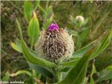 Enokoškasti glavinec (Centaurea uniflora)