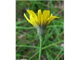 Sinja škržolica (Hieracium glaucum), Slevo (Kamnik), Slovenija.