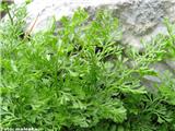 Deljenolistni sršaj (Asplenium fissum), pod Kokrskim sedlom, Slovenija.