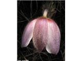 Spomladanski kosmatinec (Pulsatilla vernalis), bohinjske gore, Slovenija.