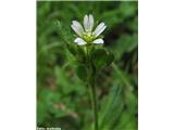 Klobčasta smiljka (Cerastium glomeratum)