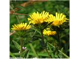 Srhkodlakavi oman (Inula hirta), Kamniški vrh, Slovenija.