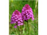 Anacamptis pyramidalis