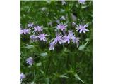 Linejev bodičnik (Drypis spinosa subsp. jacquiniana), Stahovica, Slovenija.