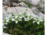 Resasta peščenka (Arenaria ciliata), Grintavec, Slovenija.