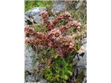 Navadni netresk (Sempervivum tectorum), Kraški rob, Slovenija.