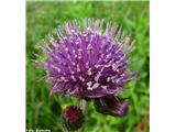 Potočni osat (Cirsium rivulare)