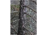 Črni bor (Pinus nigra)