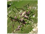 Alpska latovka (Poa alpina)