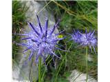 Scheuchzerjev repuš (Phyteuma scheuchzeri subsp. columnae), Mala gora (Čaven), Slovenija.