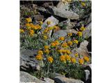 Sivi grint (Senecio incanus), NP Gran Paradiso, Italija.