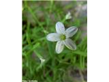 Kratkodlakava popkoresa (Moehringia villosa), Porezen, Slovenija.