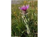 Enokoškasti glavinec (Centaurea uniflora), NP Vanoise, Francija.