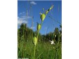 Močvirski meček (Gladiolus palustris), plodovi.