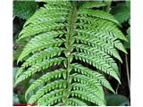 Bodeča podlesnica (Polystichum aculeatum)