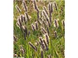 Phleum alpinum