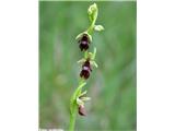 Muholiko mačje uho (Ophrys insectifera)