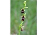 Muholiko mačje uho (Ophrys insectifera), Slevo/Klemenčevo, Slovenija.