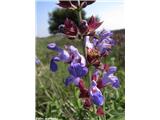 Žajbelj (Salvia officinalis), Kamenjak, Hrvaška.