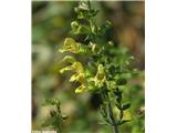 Lepljiva kadulja (Salvia glutinosa)