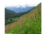 Kačja dresen (Polygonum bistorta), Krnsko pogorje, Slovenija.