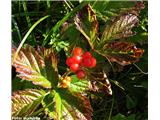 Skalna robida (Rubus saxatilis), Zelenica, Slovenija.