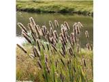 Alpski mačji rep (Phleum alpinum), Picolo San Bernardo, Italija.