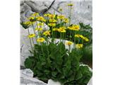 Doronicum grandiflorum