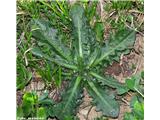 Navadni svinjak (Hypochaeris radicata), listna rozeta s popki.