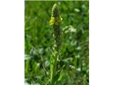 Drobnocvetni lučnik (Verbascum thapsus), Bloška planota, Slovenija.