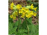 Pomladanski jeglič (Primula veris agg.), NP Pelister, Makedonija.