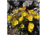 Retijski mak (Papaver alpinum subsp. rhaeticum), Monte Scorluzzo, Italija.