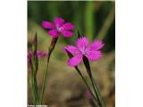 Deltasti klinček (Dianthus deltoides)