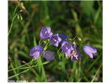 Witasekina zvončica (Campanula witasekiana), Kamniški vrh, Slovenija.