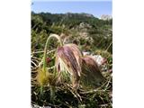 Spomladanski kosmatinec (Pulsatilla vernalis), bohinjske gore, Slovenija.