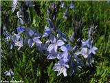 Jacquinov jetičnik (Veronica jacquinii), Vremščica, Slovenija.