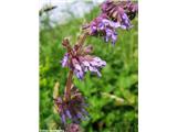 Vretenčasta kadulja (Salvia verticillata), Slevo (Kamnik), slovenija.