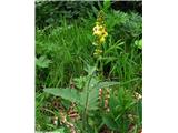 Volnati lučnik (Verbascum alpinum), Kamniški vrh, Slovenija.