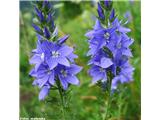 Veliki jetičnik (Veronica teucrium)