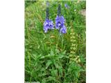 Veliki jetičnik (Veronica teucrium)