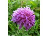 Dolgolistno Grabljišče (Knautia longifolia)