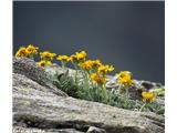 Hallerjev grint (Senecio halleri), NP Gran Paradiso, Italija.