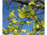 Ostrolistni javor (Acer platanoides)