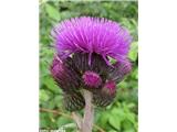 Potočni osat (Cirsium rivulare)