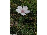 Drobnolistni lan (Linum tenuifolium), nad Klemenčevim, Slovenija.