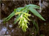 Rumeno milje (Paederota lutea), severno pobočje Kamniškega vrha, Slovenija.